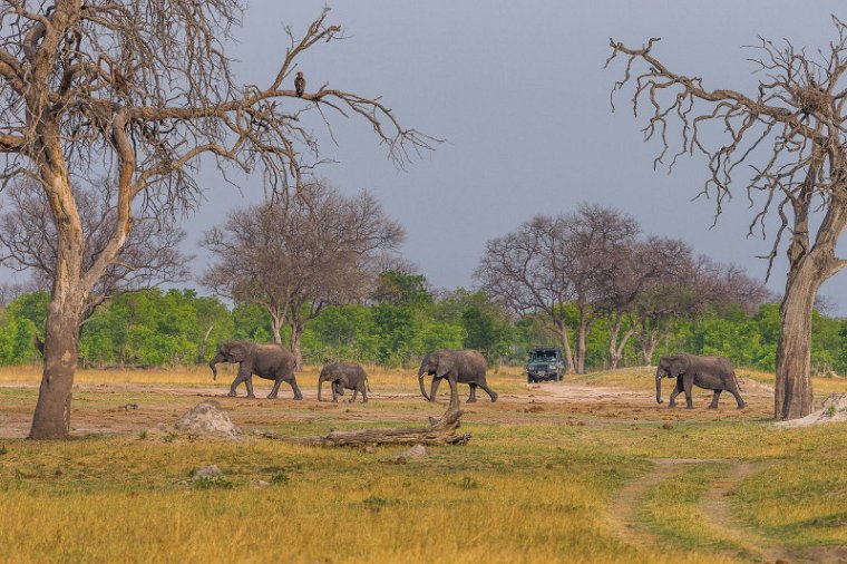 085 Zimbabwe, Hwange NP, olifanten.jpg